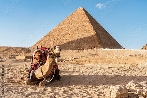 Camel lying near Egyptian pyramid photo