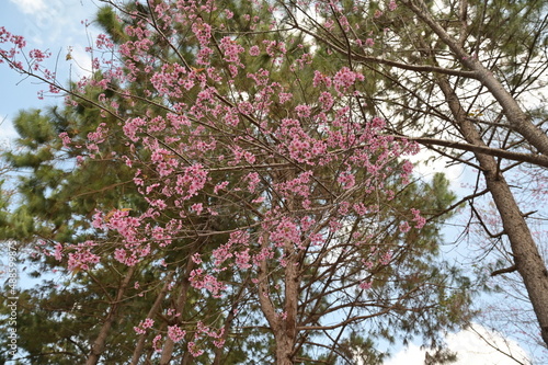 Pink Wild or Himalayan Cherry or Sakura in Thailand are in full bloom in early winter. with a green background of Khasiya pine and a bright blue sky.
 photo