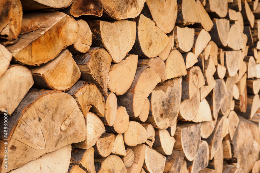 Cut logs of dried beech wood on top of each other. Cut logs of dried beech wood on top of each other.