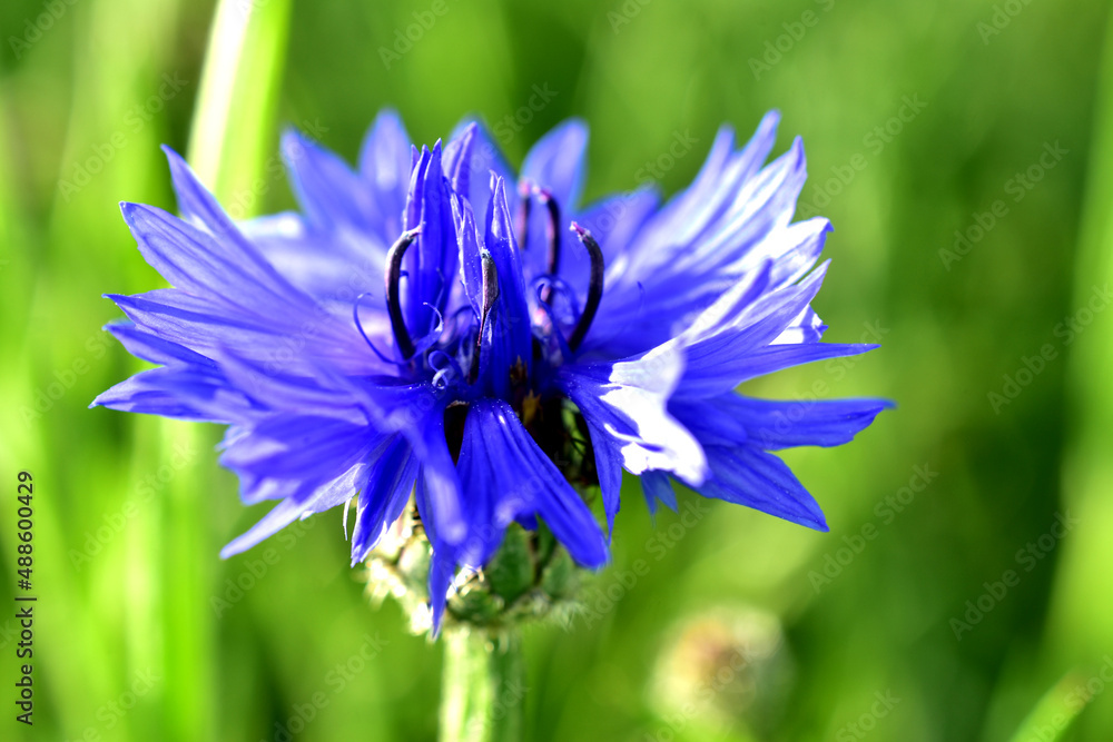 The picture shows a flower called blue cornflower on a green background. The picture shows a flower called blue cornflower on a green background.