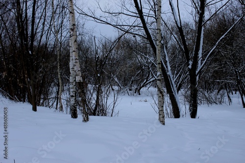 White snow between the trees in the forest.