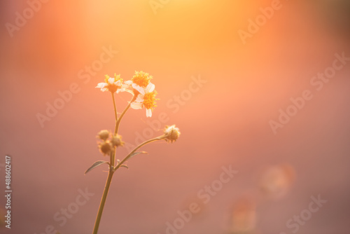 Grass flowers in the nature background with sun set, Soft focus the beautiful a flower in the garden. © GAYSORN