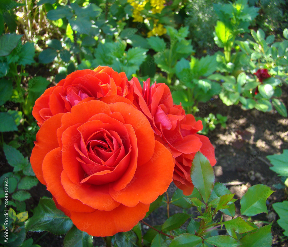 red roses in garden red roses in garden