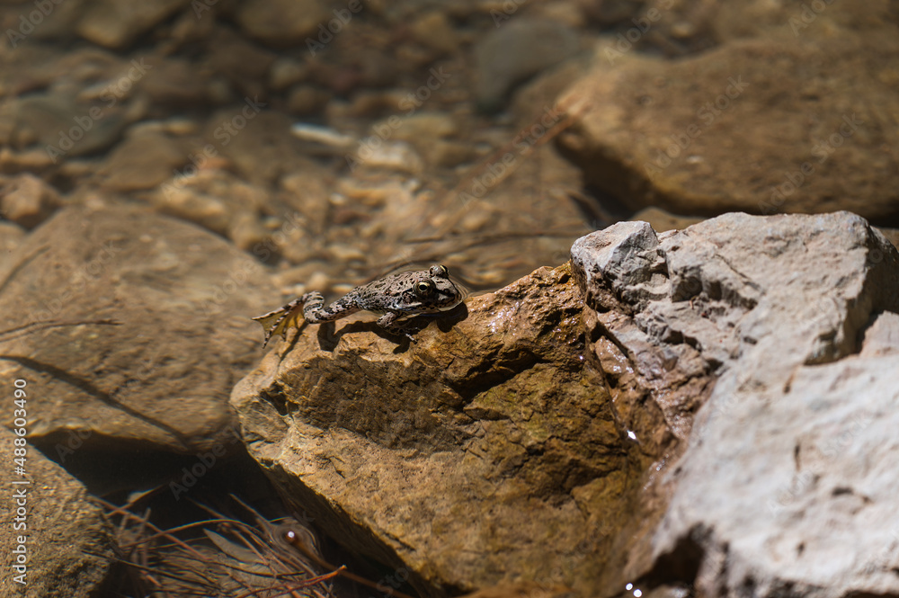 frog frog