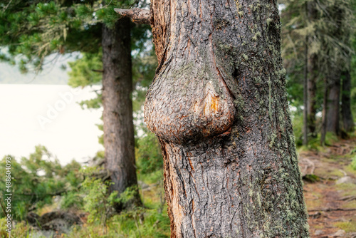 Obraz na plátne neoplasm or burl on the trunk of a pine tree in the forest