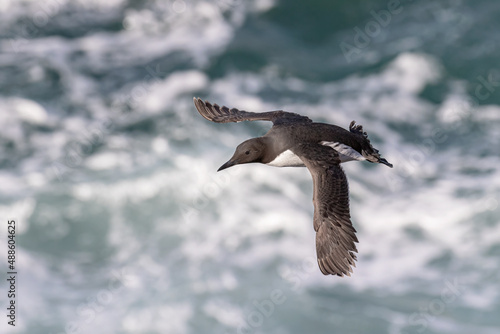Guillemot in flight over crashing seas