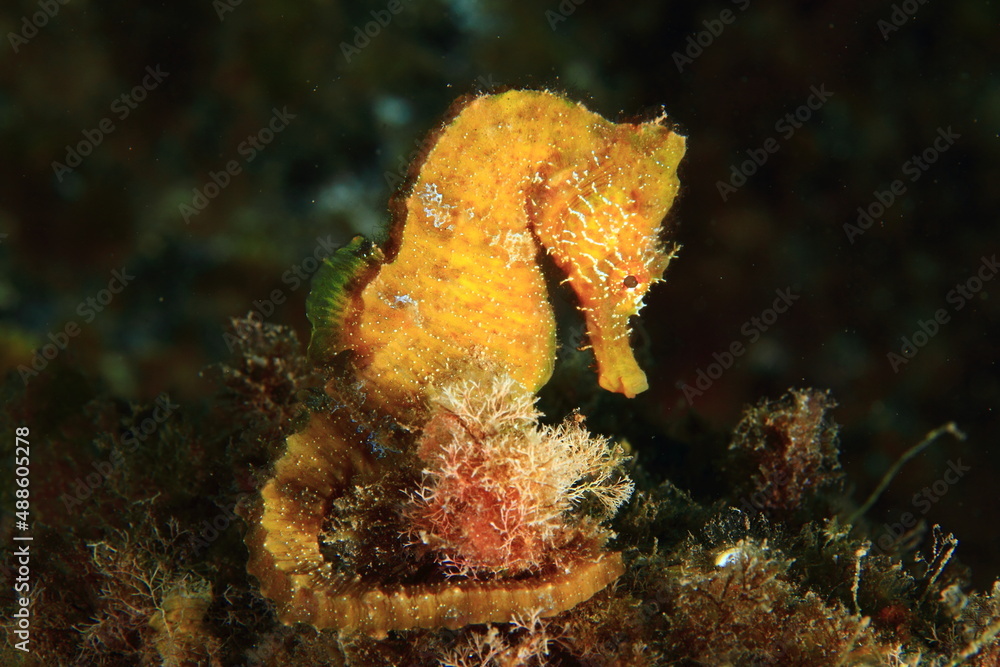 beautiful yellow seahorse in its marine environment at the bottom of the sea beautiful yellow seahorse in its marine environment at the bottom of the sea