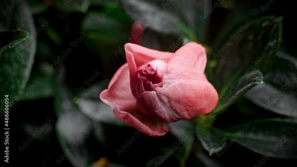 Beautiful opening pink flower. Petals of blooming azaly flower Macro lens shot. Holiday, love, birthday . Bud closeup. Beautiful opening pink flower. Petals of blooming azaly flower Macro lens shot. Holiday, love, birthday . Bud closeup.