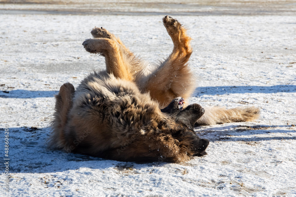 Fototapeta premium Dog in snow