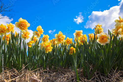 Yellow daffodil field. Spring dutch daffodil field as a floral background.