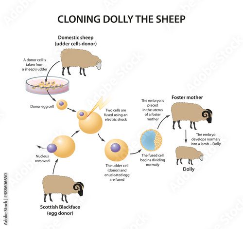 Cloning Dolly sheep illustration