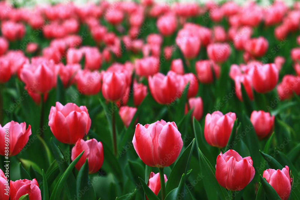 Fototapeta premium amazing view of blooming colorful Tulip flowers,close-up of beautiful red with pink Tulip flowers blooming in the garden