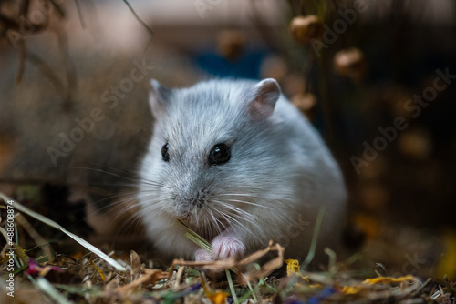 dsungarien hamster in its therarium loves amaranth