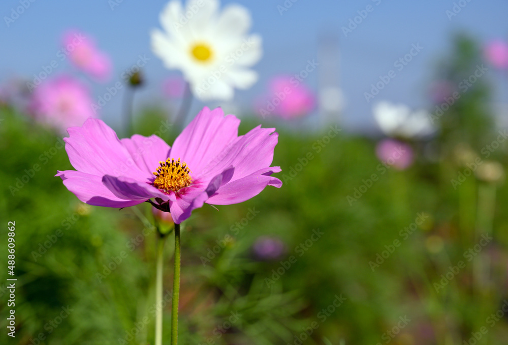 Beautiful pink cosmos flower (Cosmos Bipinnatus) blooming in natural park. Beautiful pink cosmos flower (Cosmos Bipinnatus) blooming in natural park.