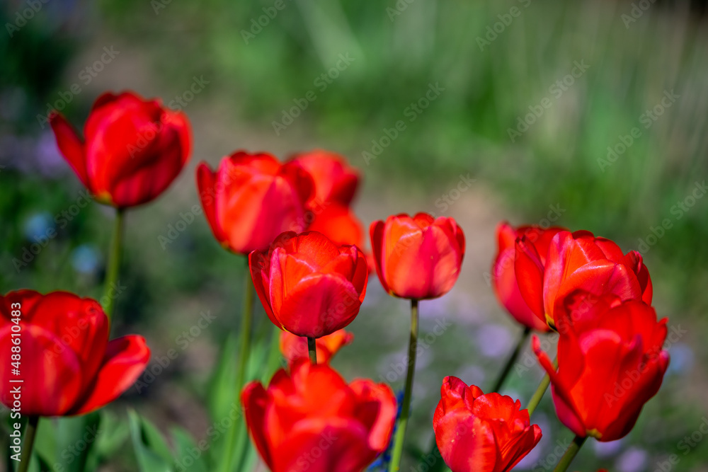 Selective focus on blooming tulips. Close up