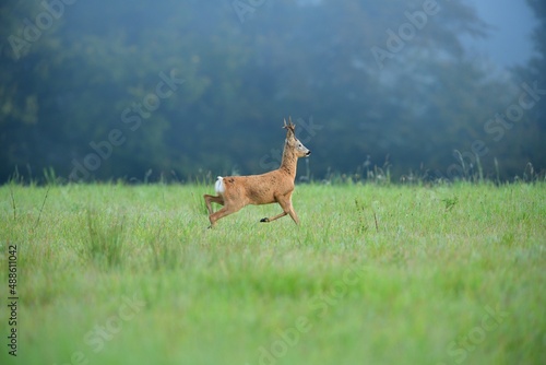 Roe deer jumping in the green meadow