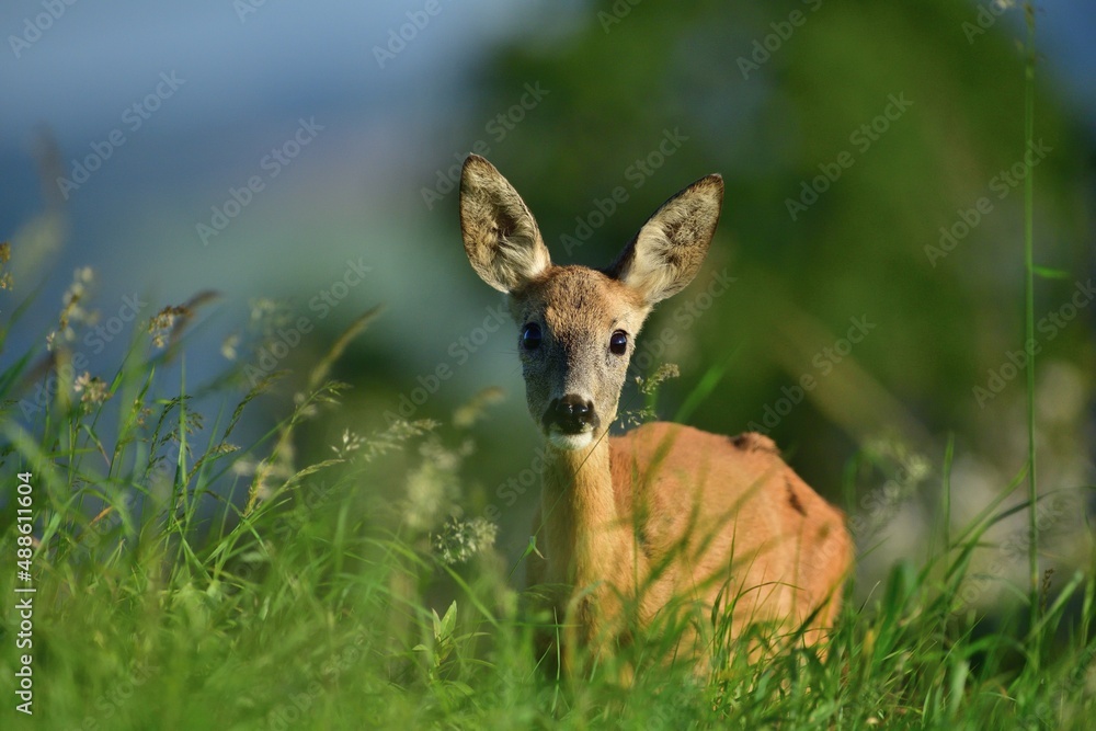 Herd of roe deer near the forest grazing the grass Herd of roe deer near the forest grazing the grass