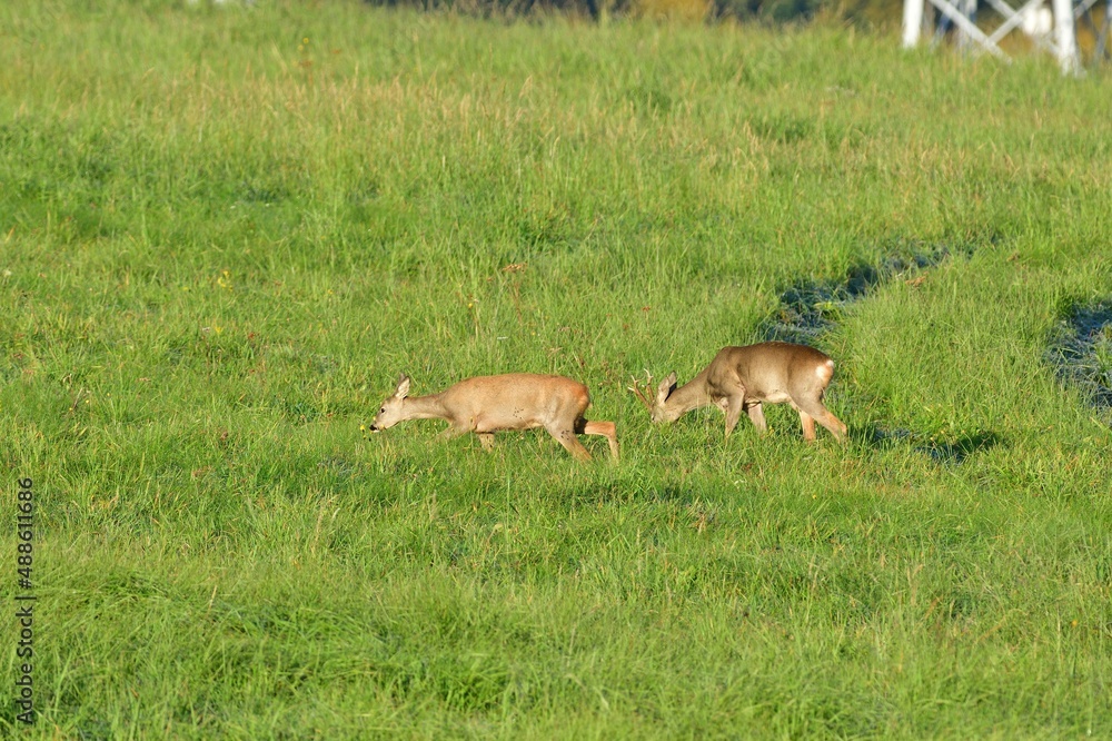 Naklejka premium Herd of roe deer grazing on the green pasture