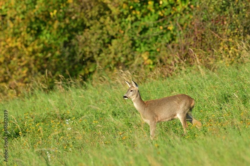 Fototapeta Naklejka Na Ścianę i Meble -  Herd of roe deer near the forest grazing the grass