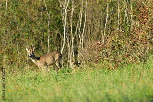 Herd of roe deer grazing on the green pasture