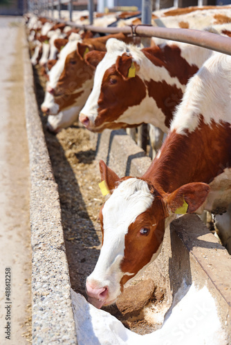 Dairy farm, simmental cattle, feeding cows on farm. Cow licking salt