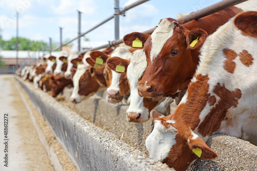 Dairy farm, simmental cattle, feeding cows on farm