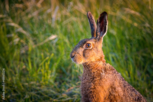 Hare on farm field in grass 
