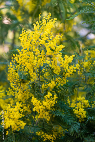 Closeup Of Yellow Acacia (Mimosa) Trees On The Nature