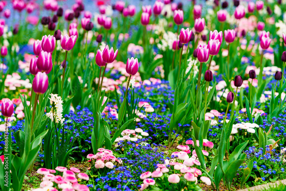 Obraz premium Field of Colorful Tulips in Bloom