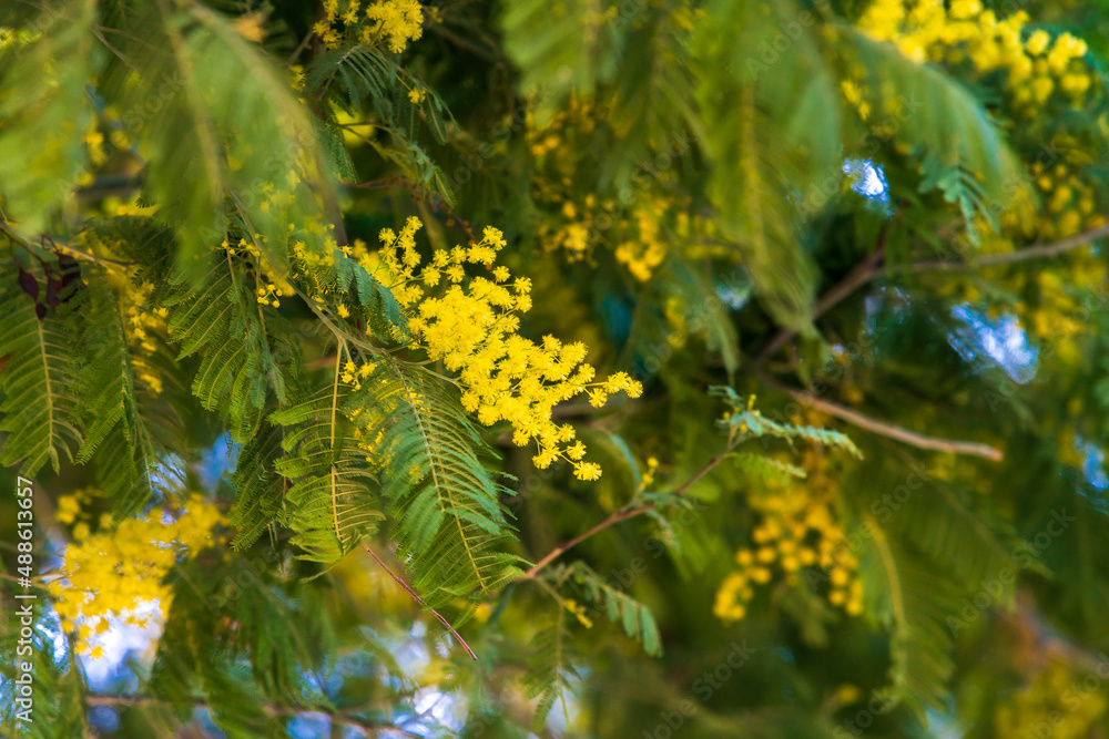 Closeup Of Yellow Acacia (Mimosa) Trees On The Nature Closeup Of Yellow Acacia (Mimosa) Trees On The Nature