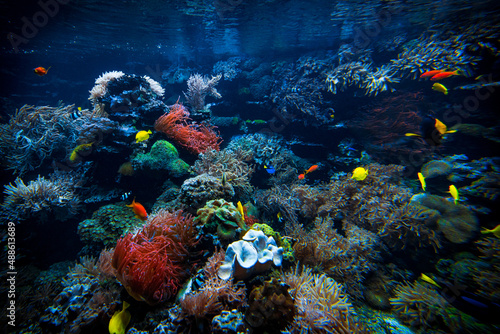 Fototapeta Naklejka Na Ścianę i Meble -  Underwater sea world. Colorful tropical fish. Life in the coral reef. Ecosystem.