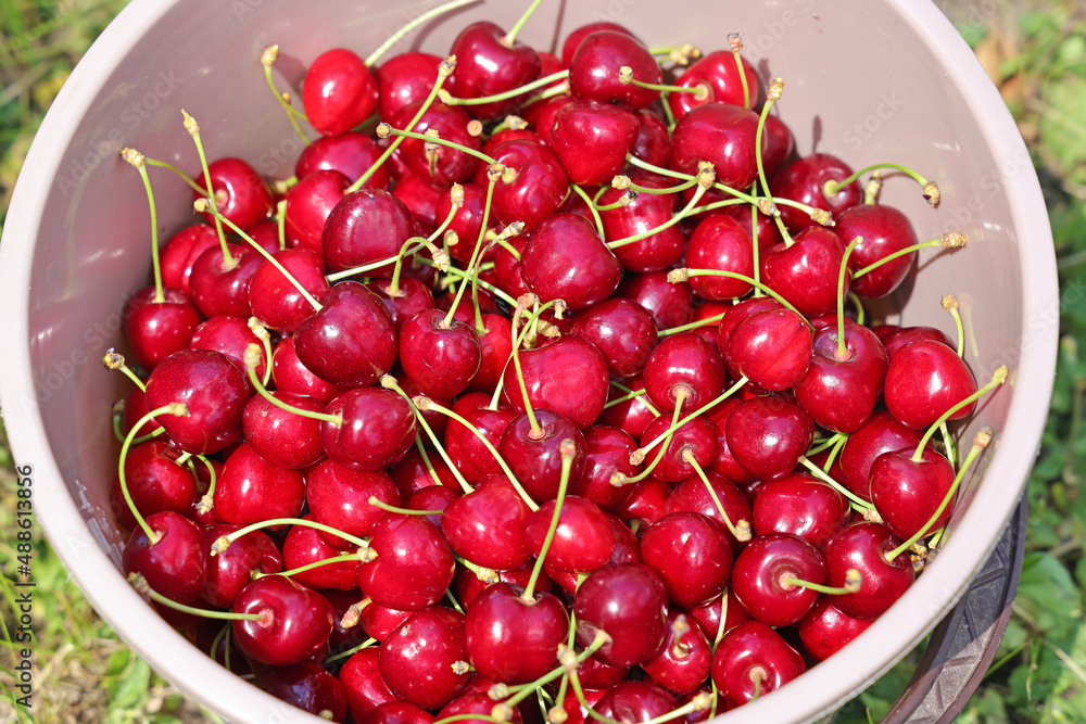 Close up of fresh and ripe sweet cherries in a bucket. Picking cherries in the orchard Close up of fresh and ripe sweet cherries in a bucket. Picking cherries in the orchard