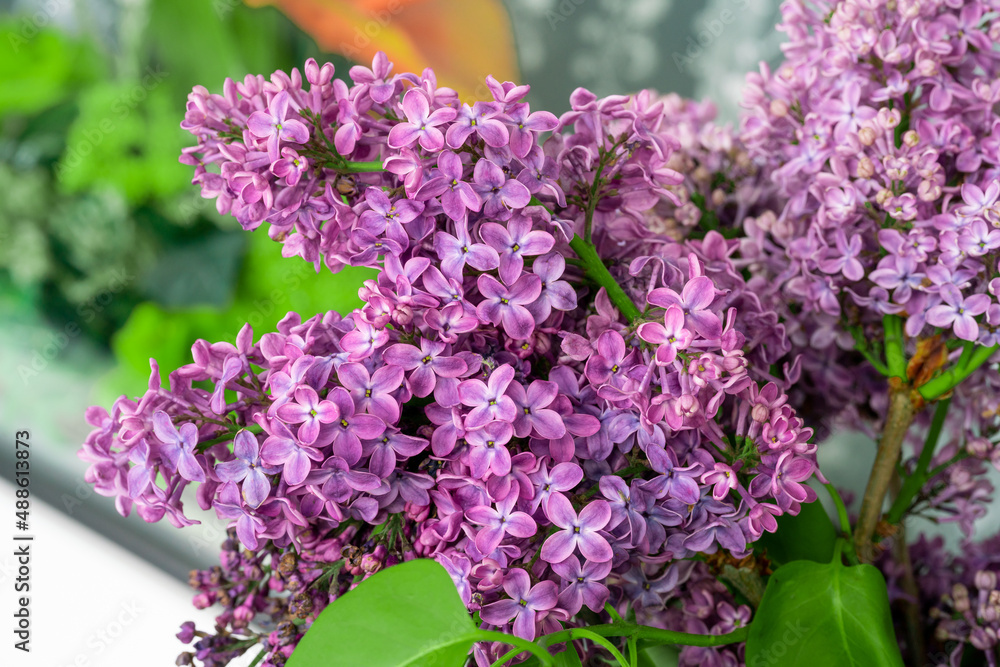 Spring blossom. Blooming lilac bush with tender tiny flower Spring blossom. Blooming lilac bush with tender tiny flower
