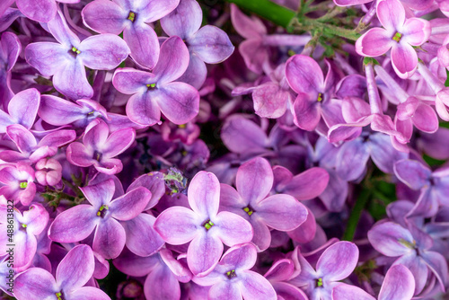 Purple lilac flowers blossom in garden, spring background © EwaStudio