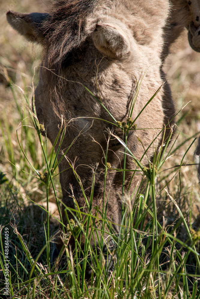 Fototapeta premium pequeño potrillo en el campo