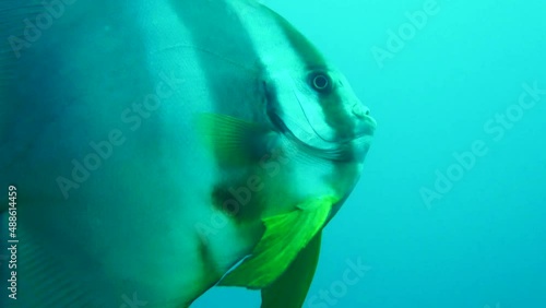 batfish photo