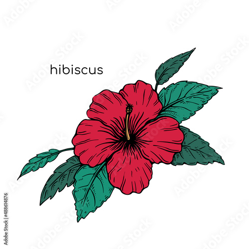 Hibiscus sketch flower in vintage style. Beautiful hand drawn with colorful on black background for textile design.