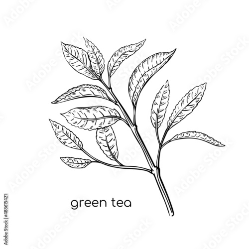 Green tea sketch plant in hand drawn style on white background. Line illustration. Vector isolated drawing. Fresh plant.