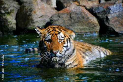 Tigre   g   de 6 mois dans l eau 