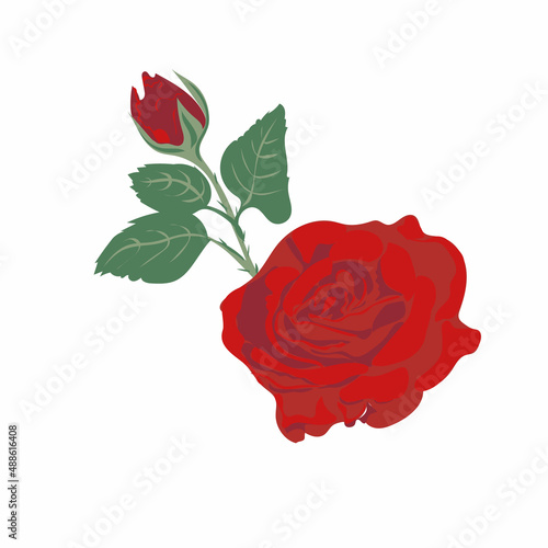 red rose isolated on white background