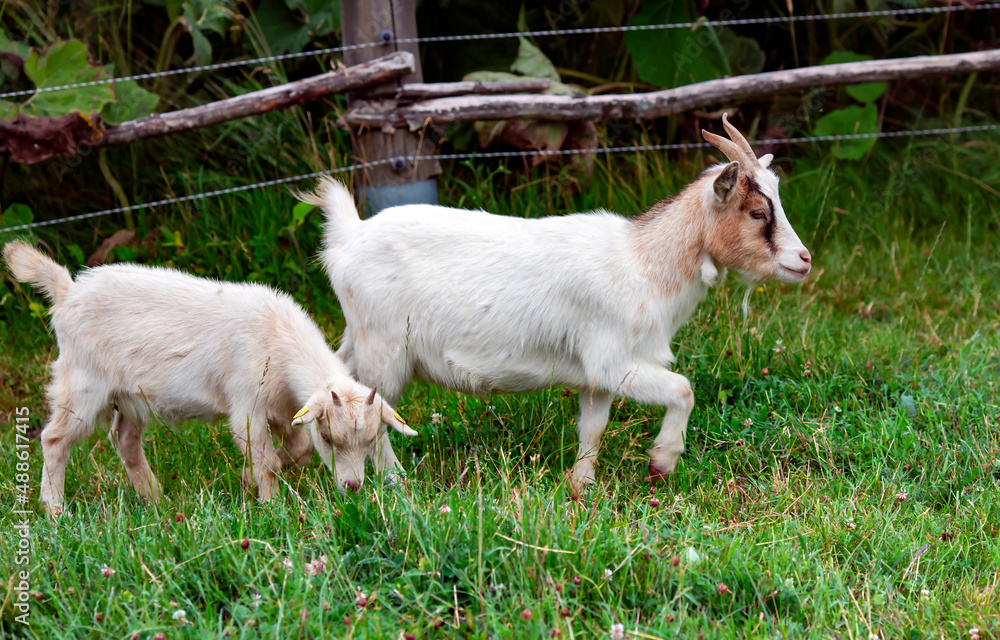Obraz premium Goat mother with a kid grazing on green meadow. Rural scene with cute goat family.