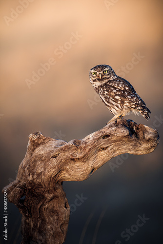 Little owl sitting on a dead tree in the sunset
