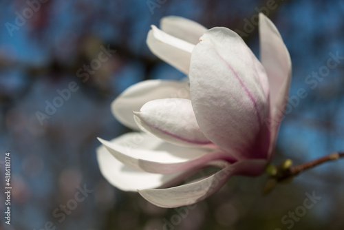 petals of a magnolia blossom up close © eugen