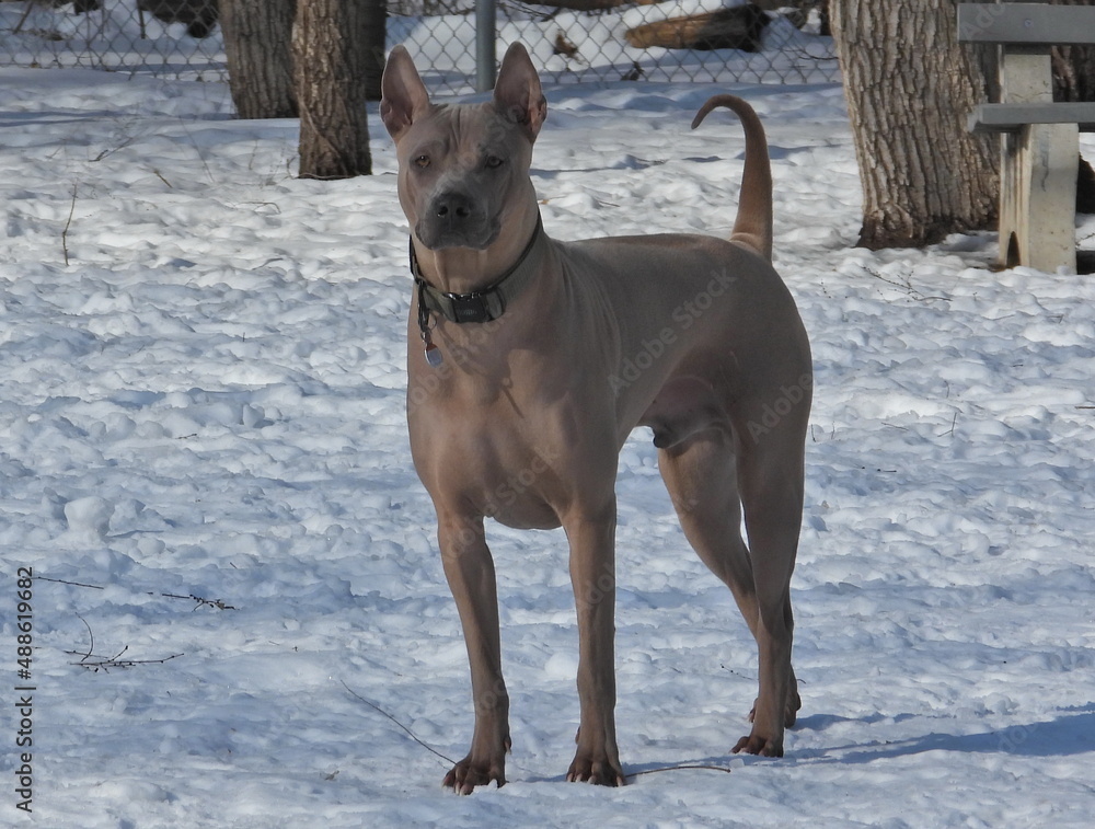 Beautiful mountains a few terrific caves and very handsome Thailand ridgeback dog Beautiful mountains a few terrific caves and very handsome Thailand ridgeback dog