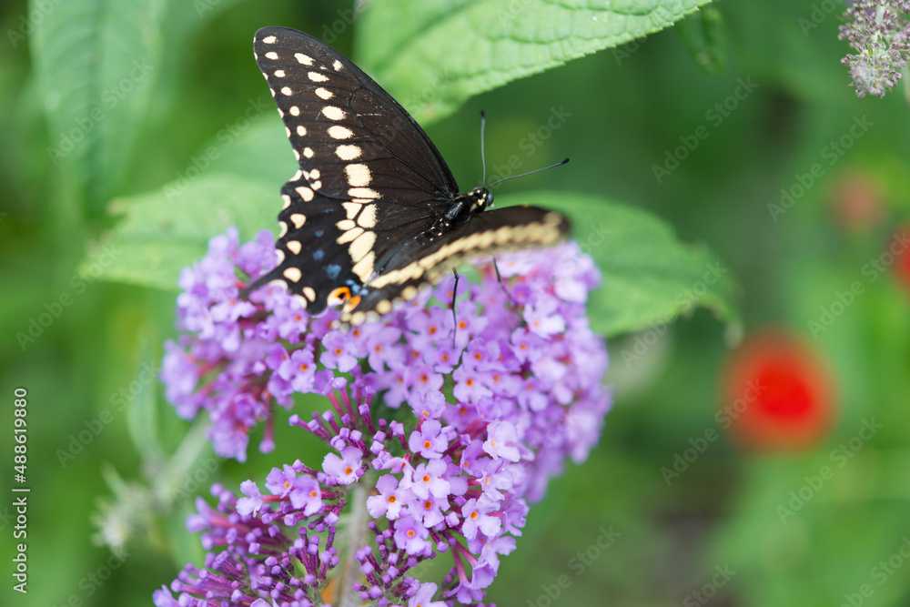 male papilio polyxenes (eastern black swallowtail) male papilio polyxenes (eastern black swallowtail)