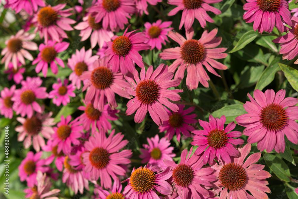 deep dusty pink echinacea blossoms deep dusty pink echinacea blossoms