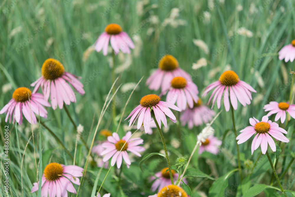 field of flowers field of flowers