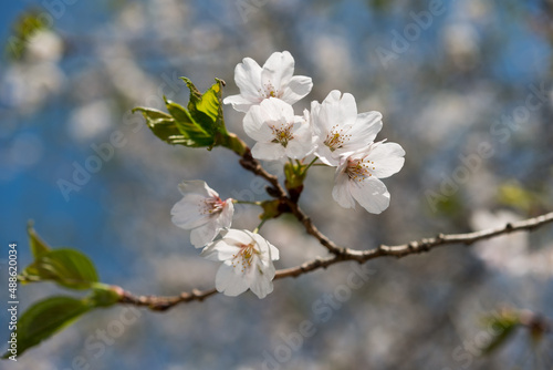 dainty twig with cherry blossoms