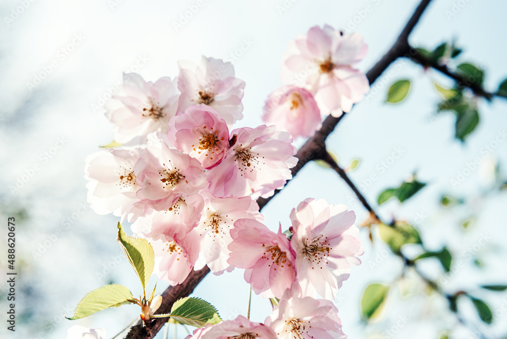 Pink flowers of sakura cherry blossoms spring Easter background
