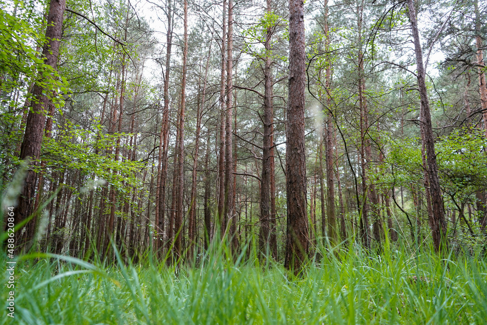 Obraz premium Thin pine trees with lush green undergrowth